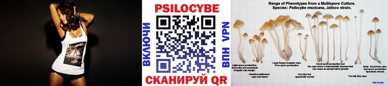 Псилоцибиновые грибы Psilocybine cubensis  Купить  Курганинск 